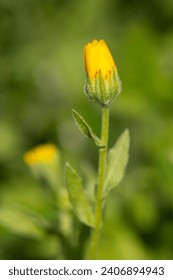 Detail of a calendula arvensis, is a species of flowering plant in the daisy family known by the common name field marigold. Selective Focus