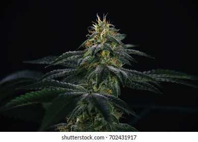 Detail of Cannabis cola (fire creek marijuana strain) with visible hairs and leaves on late flowering stage - isolated over black background