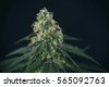 green crack cannabis