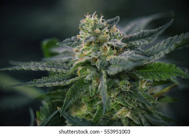 Detail of Cannabis cola (mangolope marijuana strain) with visible hairs, trichomes and leaves on late flowering stage