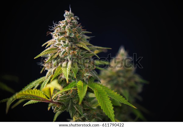 大麻可乐 千橡大麻株 的细节与可见的头发和叶子在开花后期 隔离在黑色背景库存照片 立即编辑