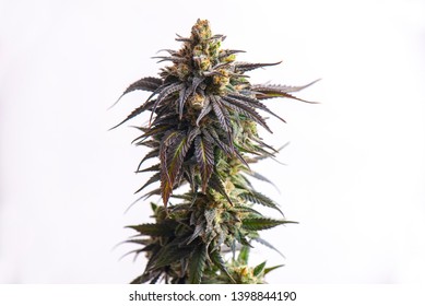 Detail Of Cannabis Flower (CBD Dream Strain) Isolated Over White Background, Medical Marijuana Concept