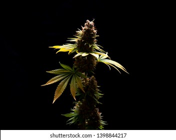 Detail Of Cannabis Flower (Sour Diesel Marijuana Strain) On A Vase Isolated Over Black Background