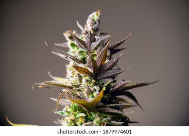 Detail of cannabis flower with visible trichomes and ready for harvest