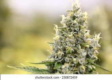 大麻植物の詳細 レモンogマリファナ株 大きな室内用頭花 の写真素材 今すぐ編集