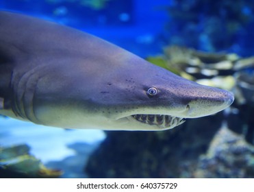 Detail Of Carcharias Taurus In Water