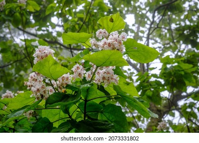 Detail of the Catalpa bignonioides tree, the common catalpa, in full bloom.