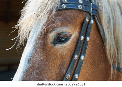 Detail of chestnut horse eye, animal eyes macro detail, extreme close up, nobody. Animals body part detail simple abstract concept, no people, tranquil serene scene, work draft horse. - Powered by Shutterstock