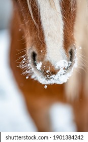 Detail of chestnut horse mare stallion in snow. Stunning active horse with long mane full of power in winter.