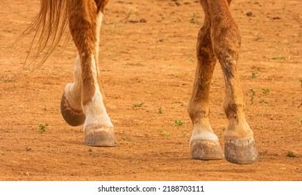 Detail of chestnutsorrel horse feet and legs, walking on the arena. - Powered by Shutterstock