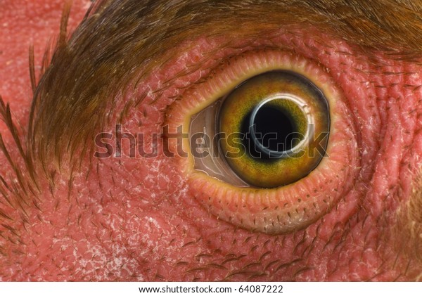 Detail Chicken Eye Red Skin Yellow Stock Photo Edit Now 64087222