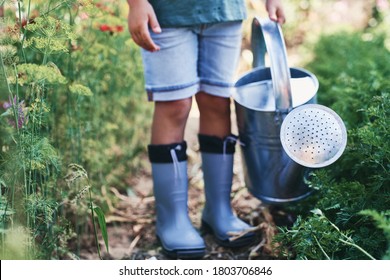 Detail Of Child With A Watering Can In Vegetable Garden                                