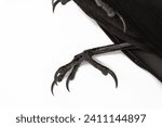 detail of the claws of a dead bird on white background, bird claw concept