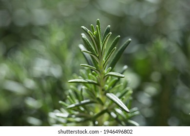Detail of a climbing rosemary plant.