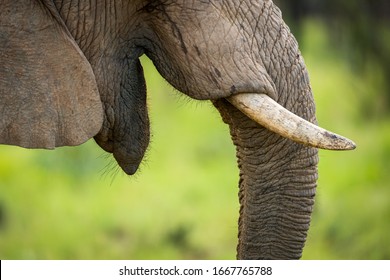 A detail close up of an elephant's face and mouth, taken at sunset in the in South Africa.