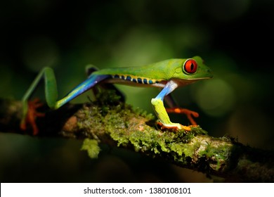 Curious Frog Images Stock Photos Vectors Shutterstock