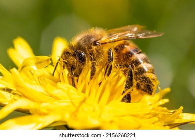 Honey Bee Working Alone Free Stock Photo | picjumbo