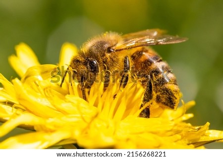 Detail closeup of honeybee, Apis Mellifera, european, western honey bee covered in pollen on yellow Dandelion flower. Selective focus, blured background