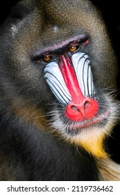 Detail closeup shot of mandrill, Mandrillus sphinx, primate native to tropical rainforests of western Africa, isolated on black background. White mouth and red nose.