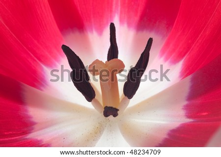 Similar – Close-Up Details Of Pink Tulip Flower