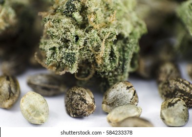 Detail closeup view of medical marihuana seeds and bud