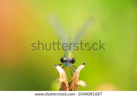 Similar – Foto Bild Libelle sitzt auf einer Blüte III