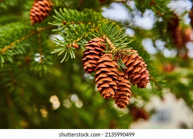 Detail of cluster of pinecones on pine tree