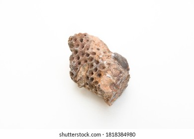 Detail Of Coelenterata Anthozoa Fossil Isolated Over White Background