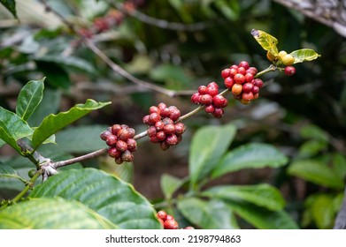 Detail Coffee Plant At Munduk Bali