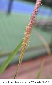 Detail Of Cogongrass, Showing Its Stigmas.