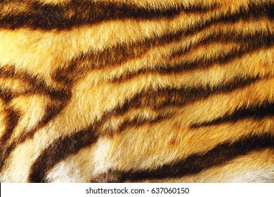 Detail Colorful Tiger Fur Animal Pelt Stock Photo 637060150 | Shutterstock