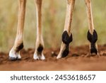 Detail of Common Impala male paws in Kruger National park, South Africa ; Specie Aepyceros melampus family of Bovidae