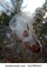 Detail Of A Common Milkweed Plant