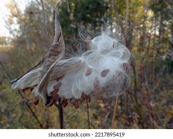 Detail Of A Common Milkweed Plant