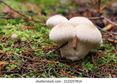 Detail of the common puffball - edible mushroom