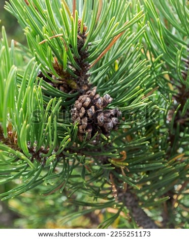 Detail of cones, leaves and branches of Dwarf Mountain pine, Pinus mugo. Photo taken in Bavarian Alps, Berchtesgadener Land district of Bavaria in Germany