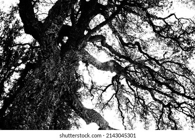 Detail Of A Cork Oak, Quercus Suber L., 1753, Or Cork Oak, An Evergreen Tree Of The Fagaceae Family, Viewed From Below In Perspective.