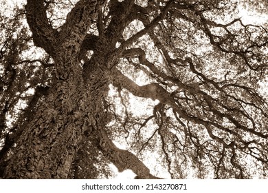 Detail Of A Cork Oak, Quercus Suber L., 1753, Or Cork Oak, An Evergreen Tree Of The Fagaceae Family, Viewed From Below In Perspective.