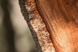 Detail Of Cork Oak Tree Bark. (Quercus Suber)