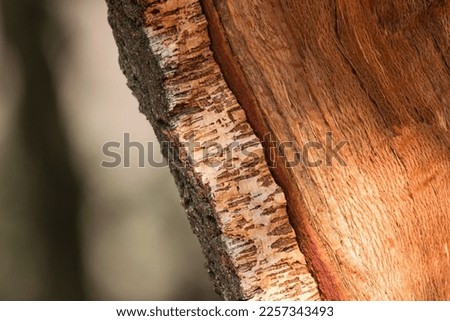 Detail of cork oak tree bark. (Quercus suber)
