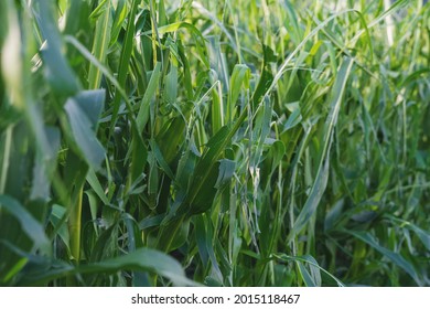 Detail Of A Corn Field Damaged By A Hail Storm Caused By More Extreme Weather Situations Due To Climate Change, Austria