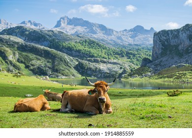 Detail of the cow in front of Lake Ercina with her friends. Photograph taken in Los Picos de Europa, Asturias, Spain.  - Shutterstock ID 1914885559