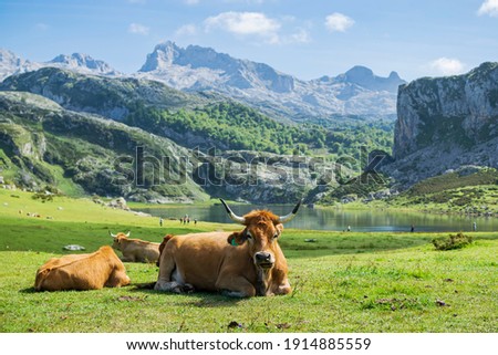 Detail of the cow in front of Lake Ercina with her friends. Photograph taken in Los Picos de Europa, Asturias, Spain. 