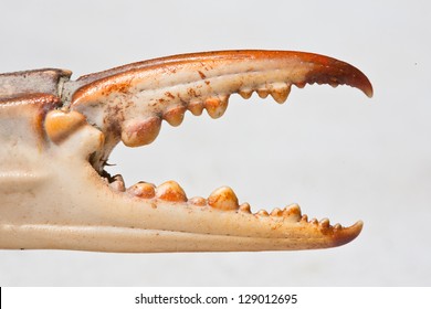 The detail of a crab claw indicates how the claw is used to grasp things underwater.