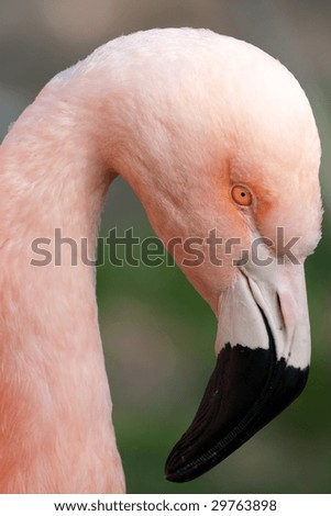 Similar – Portait of a flamingo (lat. Phoenicopteridae), captive