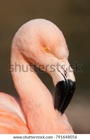 Similar – Portait of a flamingo (lat. Phoenicopteridae), captive