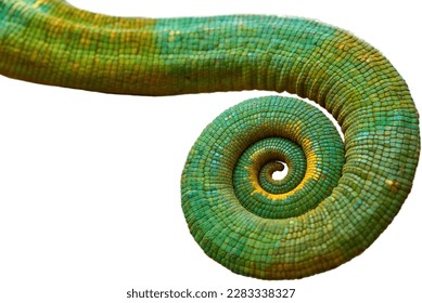 Detail of the curled tail of Parson's chameleon, Calumma parsonii, green and blue colors, isolated on a white background. Graphic element, Wild animal, Madagascar