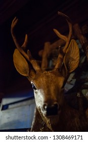 Detail Of A Deer Head Hanging On A Wall