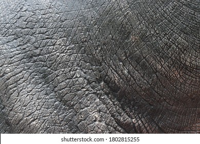 Detail Of Dinosaur Thick Animal Skin Texture