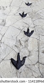 Detail Of Dinosaur Tracks In Spain